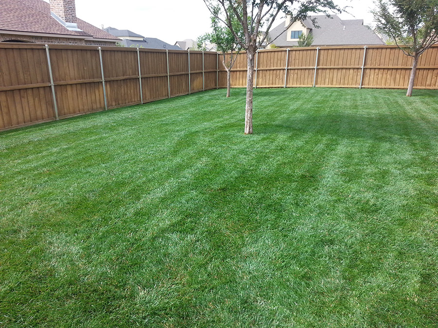 Amarillo Lawn & Tree Care Service